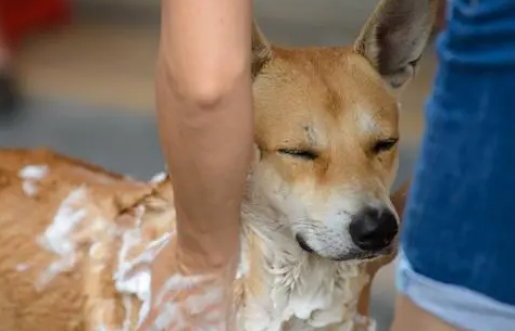 养小狗建议在家给它洗澡,简单干净,不易因宠物店感染皮肤病 养小狗建议在家给它洗澡,简单干净,不易因宠物店感染皮肤病