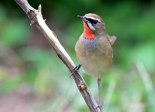 鸟儿知识普及——红靛颏鸟为什么老怕人? 鸟儿知识普及——红靛颏鸟为什么老怕人?