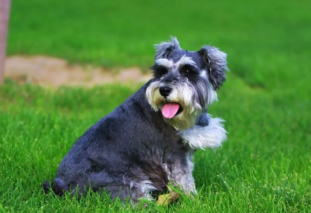 带你了解《丁丁历险记》里白雪的原型“雪纳瑞犬”的所有讯息
