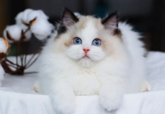 布偶掉毛吗？想养的人可以看看～