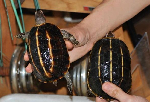 三棱黑龟是保护动物吗?购买前最好了解一下 三棱黑龟是保护动物吗?购买前最好了解一下