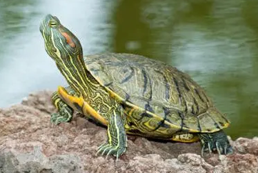 今日科普：地图龟能和巴西龟一起养吗？