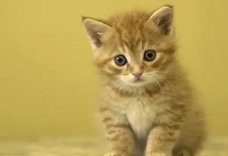 猫咪多大才能吃猫罐头呢！要注意这些