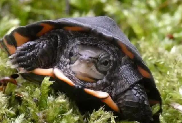 你们说，周氏闭壳龟能活多久？