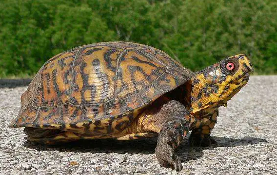 卡罗莱纳箱龟是保护动物吗？来看一看吧