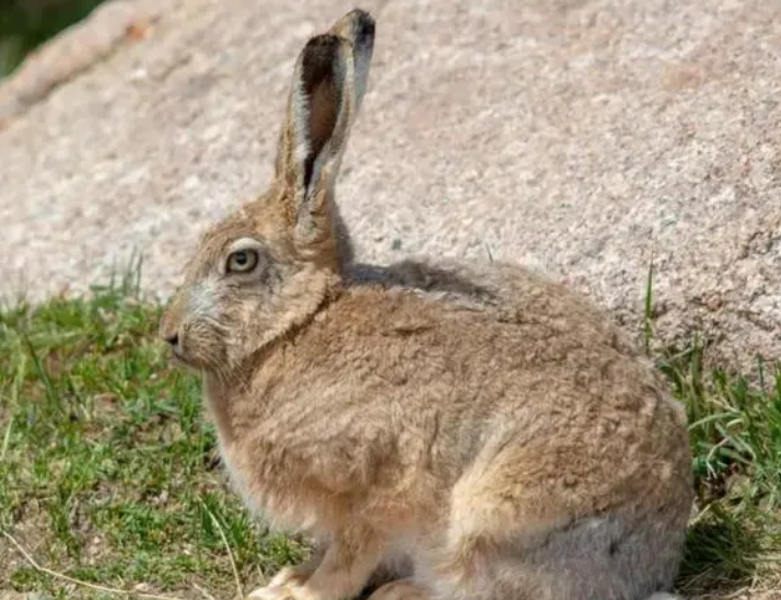 灰尾兔的价格是多少,想养的来看看吧 灰尾兔的价格是多少,想养的来看看吧