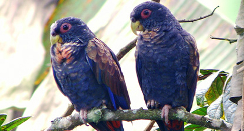 一起来看看青铜翅鹦鹉会不会说话~