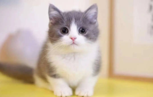 矮脚猫多少钱一只？价格贵不贵？