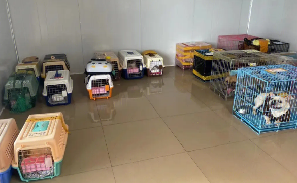 放假了家里毛孩子怎么办,2款能宠物托运顺风车了解一下