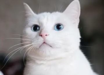 养猫能喷花露水吗?快来看看这篇文章! 养猫能喷花露水吗?快来看看这篇文章!