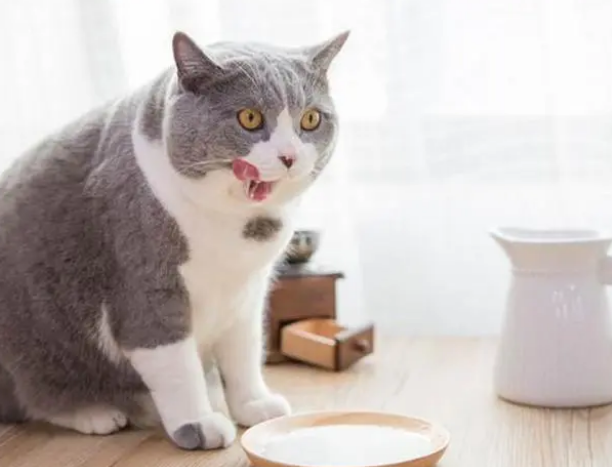 你真的知道益生菌是什么吗?如何给猫正确挑选和使用,你应该懂的