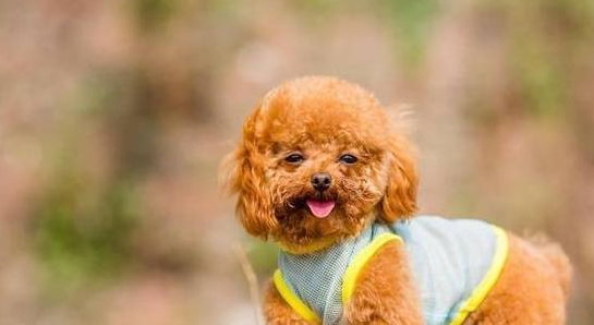 为什么要给狗狗喝羊奶粉？对狗狗这4大好处