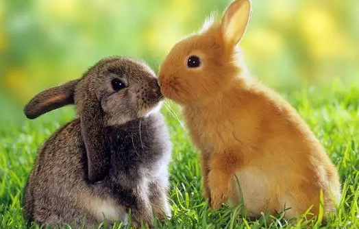 大耳朵兔子是什么品种？有人清楚吗？