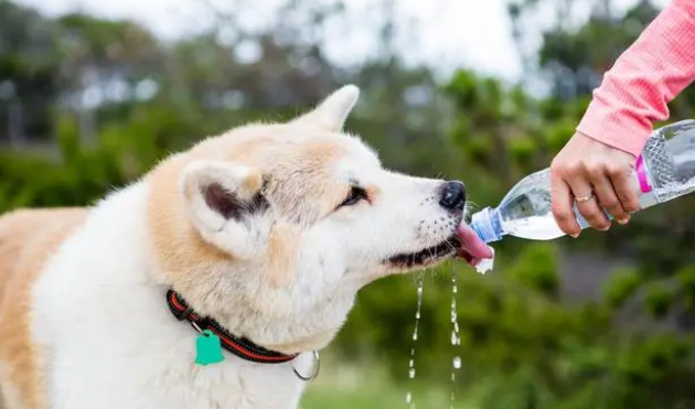 狗狗缺少微量元素的表现! 狗狗缺少微量元素的表现!