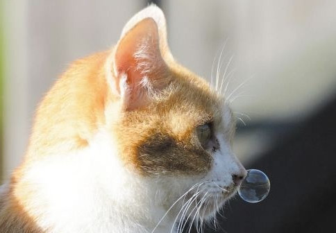 主人要注意，猫咪一直流鼻涕是什么原因？