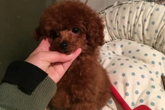 看完你就知道长嘴泰迪和短嘴泰迪的区别在哪里了 看完你就知道长嘴泰迪和短嘴泰迪的区别在哪里了