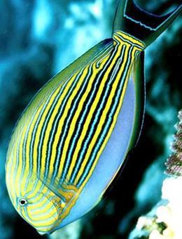 穿条纹花衣服的涟纹吊你了解吗？