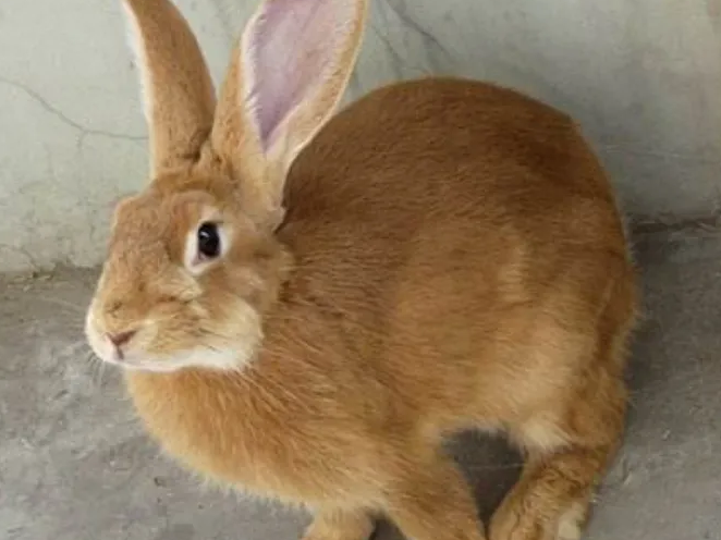 太行山兔性成熟时间是什么时候？