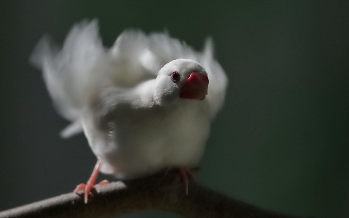 快来看看，白文鸟和灰文鸟哪个好？