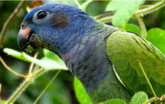 饲养蓝头鹦哥温度要维持多少度，来看看吧