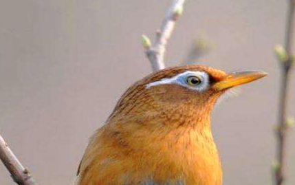 这样养出来的画眉鸟性火才大，还不快来康康~