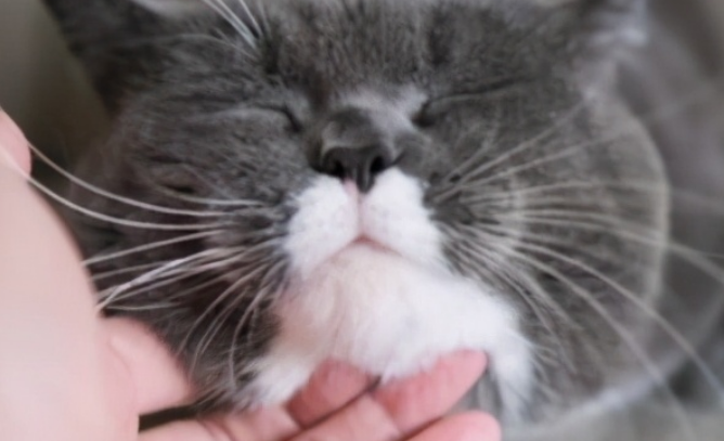 猫为什么喜欢被挠下巴？猫为什么喜欢被挠下巴？铲屎官快来看