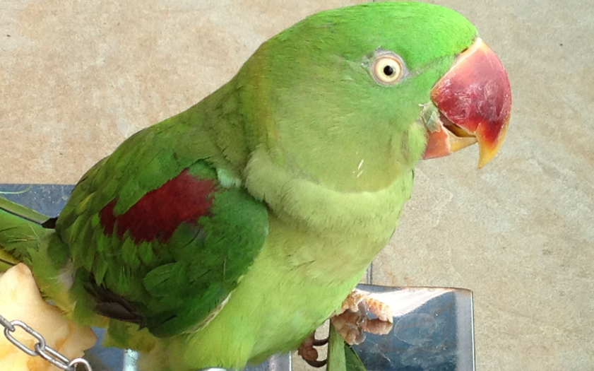 养亚历山大鹦鹉违法吗?违法的! 养亚历山大鹦鹉违法吗?违法的!