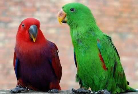 折衷鹦鹉养公的还是母的好？ 快来瞧瞧~