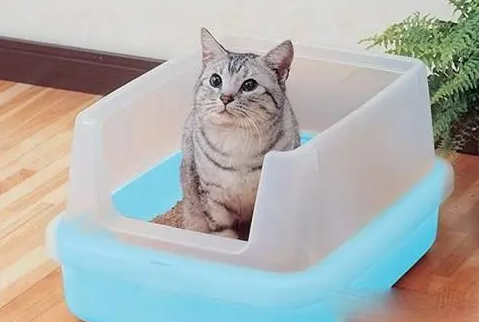 猫干扰素多少钱,猫鼻支干扰素有耐药性吗? 猫干扰素多少钱,猫鼻支干扰素有耐药性吗?