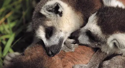 关于棕尾鼬狐猴的外观特征，这些你可能不知道！