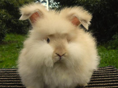 安哥拉长毛兔能活几年，一起来看看吧