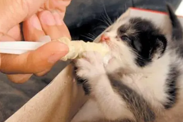 猫咪益生菌怎么吃?注意这几点,以免影响使用效果 猫咪益生菌怎么吃?注意这几点,以免影响使用效果