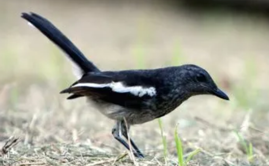 四喜鸟到底吉不吉利？不来了解下吗？