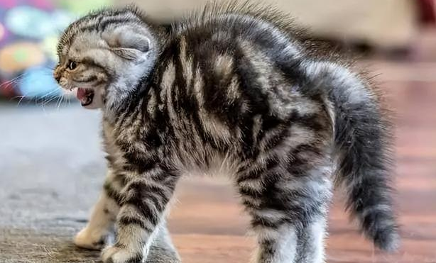 猫咪叫声拖得很长是什么意思？看完你就知道