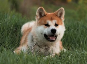 不能养秋田犬的理由，快来看看吧~