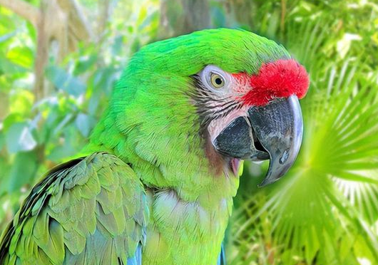 绿翅金刚鹦鹉多少钱？看看你有没有能力入手