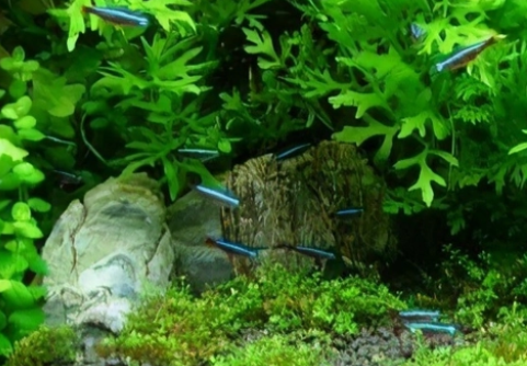 水草缸的水草怎样才能养好