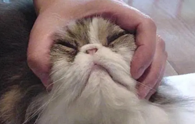 猫不吃东西怎么办?这样挑选猫粮很重要! 猫不吃东西怎么办?这样挑选猫粮很重要!