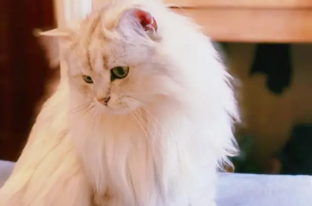 猫狗驱虫的重要性：心丝虫寄生在心脏