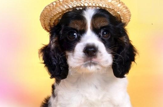 狗狗真菌性皮肤病的原因是什么？治疗方法看这里