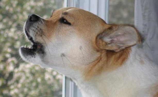 狗不会汪汪叫怎么回事？原因有这几种，铲屎官需注意！