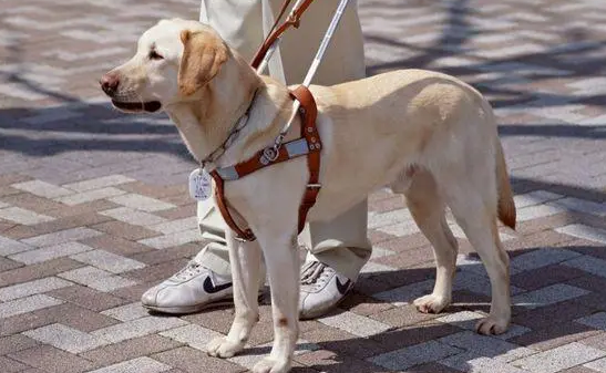 导盲犬怎么区分红绿灯?来了解一下吧 导盲犬怎么区分红绿灯?来了解一下吧