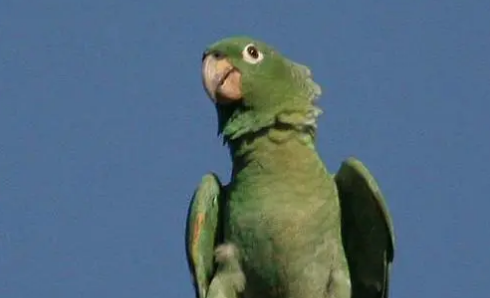 斑点亚马逊鹦鹉吵吗？想养的人来看看