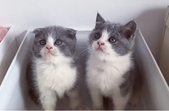 英短蓝猫喜欢你的话，会有哪些表现？