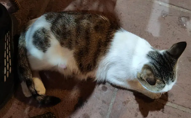 猫拿尾巴蹭人是什么意思？它可能在表达这几种情绪