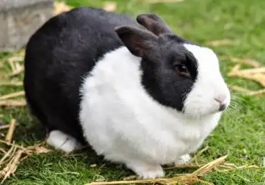 荷兰兔会长大吗？我来告诉你答案！