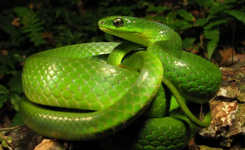 翠青蛇毒性有多大？看完这篇文章你就知道了！