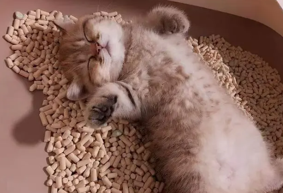 是猫粮不好吃还是肉肉不香,怎么会有小猫咪热衷于吃猫砂? 是猫粮不好吃还是肉肉不香,怎么会有小猫咪热衷于吃猫砂?