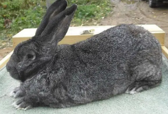 想知道巨型花明兔多少钱一只？本文有答案