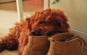 泰迪狗狗几个月会停止生长？这事是个玄学